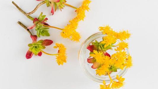 Hamamelis: para que serve na pele e benefícios