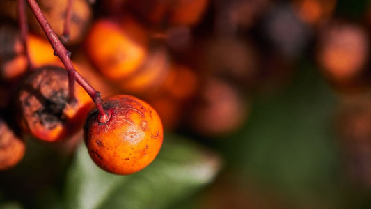 Óleo de buriti: para que serve na pele e benefícios